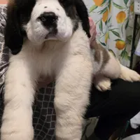 Akc Duke, a male Saint Bernard for sale in Fairbanks, AK – Photo 9 of 9