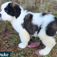 Akc Duke, a male Saint Bernard for sale in Fairbanks, AK – Photo 7 of 9