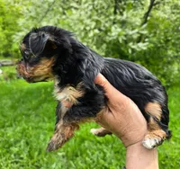Teacup  Button  Hold, a female Yorkshire Terrier for sale in Fairbanks, AK – 6 of 7