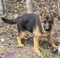 AkC European bloodline , a  German Shepherd Dog for sale in Fairbanks, AK – 3 of 5