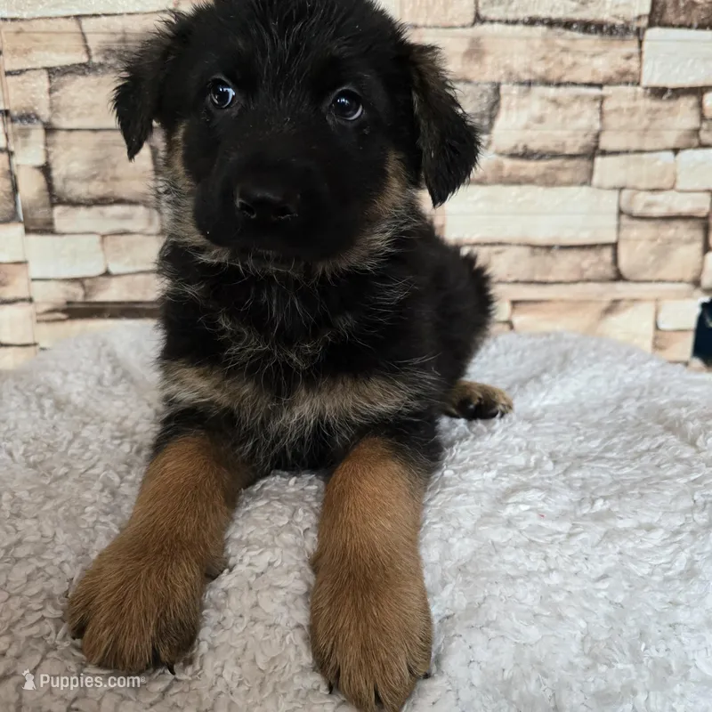 Nala – German Shepherd Dog puppy for sale in Fairbanks, AK