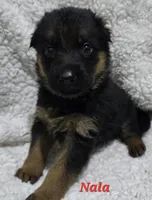 Nala, a female German Shepherd Dog for sale in Fairbanks, AK – Photo 1 of 3