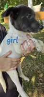 Storm, a female American Pit Bull Terrier and Labrador Retriever for sale in Lynchburg, VA – 1 of 2