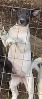 Storm, a female American Pit Bull Terrier and Labrador Retriever for sale in Lynchburg, VA – 2 of 2