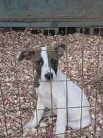 Tully, a female American Pit Bull Terrier and Labrador Retriever for sale in Lynchburg, VA – 2 of 2