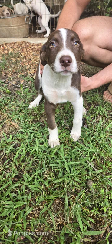 Drake – American Pit Bull Terrier, Labrador Retriever puppy on hold in Lynchburg, VA