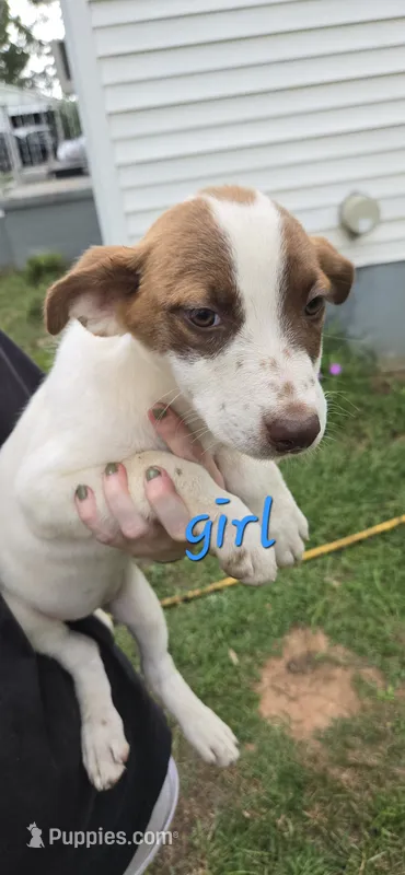 Chloe – American Pit Bull Terrier, Labrador Retriever puppy for sale in Lynchburg, VA
