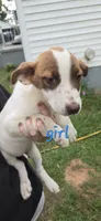 Chloe, a female American Pit Bull Terrier and Labrador Retriever for sale in Lynchburg, VA – 1 of 2