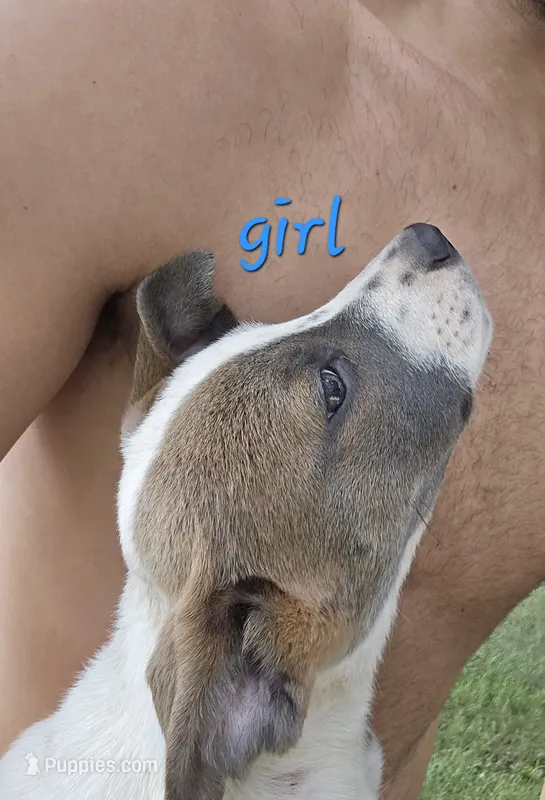 Tully – American Pit Bull Terrier, Labrador Retriever puppy for sale in Lynchburg, VA