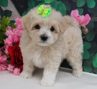 Trudeau, a male Maltese and Poodle - Toy  for sale in Mountain Grove, MO – 3 of 10