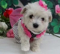 Danica, a female Maltese and Poodle - Toy  for sale in Mountain Grove, MO – 5 of 8