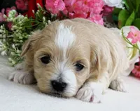 Trudeau, a male Maltese and Poodle - Toy  for sale in Mountain Grove, MO – 5 of 6