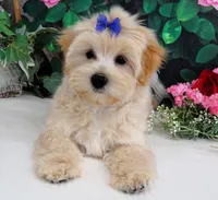 Briggs, a male Maltese for sale in Mountain Grove, MO – 10 of 10