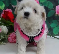 Danica, a female Maltese and Poodle - Toy  for sale in Mountain Grove, MO – 7 of 8