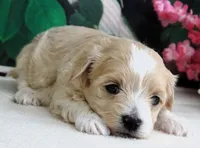 Trudeau, a male Maltese and Poodle - Toy  for sale in Mountain Grove, MO – 4 of 6