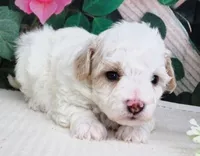 Fenway, a male Maltese and Poodle - Toy  for sale in Mountain Grove, MO – 4 of 8