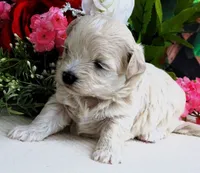 Danica, a female Maltese and Poodle - Toy  for sale in Mountain Grove, MO – 6 of 10