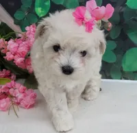 Danica, a female Maltese and Poodle - Toy  for sale in Mountain Grove, MO – 3 of 8