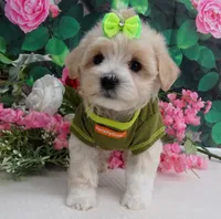 Trudeau, a male Maltese and Poodle - Toy  for sale in Mountain Grove, MO – 4 of 10