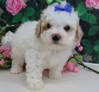 Fenway, a male Maltese and Poodle - Toy  for sale in Mountain Grove, MO – 2 of 10