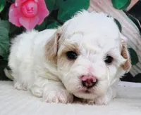 Fenway, a male Maltese and Poodle - Toy  for sale in Mountain Grove, MO – 6 of 8
