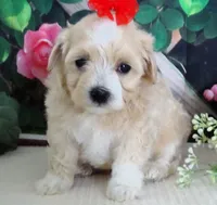 Trudeau, a male Maltese and Poodle - Toy  for sale in Mountain Grove, MO – 9 of 10