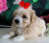 Trudeau, a male Maltese and Poodle - Toy  for sale in Mountain Grove, MO – 8 of 10