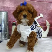 Saylor, a female Poodle - Miniature  for sale in Mountain Grove, MO – Photo 10 of 10