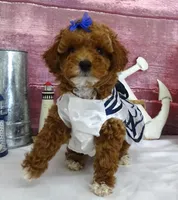 Saylor, a female Poodle - Miniature  for sale in Mountain Grove, MO – Photo 10 of 10