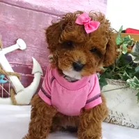 Saylor, a female Poodle - Miniature  for sale in Mountain Grove, MO – Photo 6 of 10