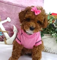 Saylor, a female Poodle - Miniature  for sale in Mountain Grove, MO – Photo 6 of 10