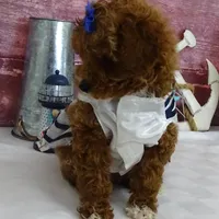 Saylor, a female Poodle - Miniature  for sale in Mountain Grove, MO – Photo 2 of 10