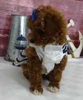 Saylor, a female Poodle - Miniature  for sale in Mountain Grove, MO – Photo 2 of 10