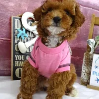 Saylor, a female Poodle - Miniature  for sale in Mountain Grove, MO – Photo 8 of 10