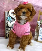 Saylor, a female Poodle - Miniature  for sale in Mountain Grove, MO – Photo 8 of 10
