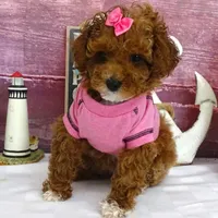 Saylor, a female Poodle - Miniature  for sale in Mountain Grove, MO – Photo 1 of 10