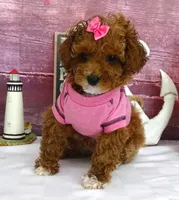 Saylor, a female Poodle - Miniature  for sale in Mountain Grove, MO – Photo 1 of 10