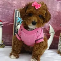 Saylor, a female Poodle - Miniature  for sale in Mountain Grove, MO – Photo 5 of 10