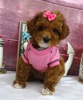 Saylor, a female Poodle - Miniature  for sale in Mountain Grove, MO – Photo 5 of 10