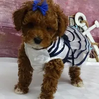 Saylor, a female Poodle - Miniature  for sale in Mountain Grove, MO – Photo 4 of 10