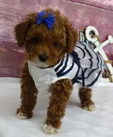 Saylor, a female Poodle - Miniature  for sale in Mountain Grove, MO – Photo 4 of 10