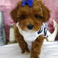 Saylor, a female Poodle - Miniature  for sale in Mountain Grove, MO – Photo 9 of 10