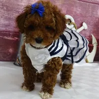 Saylor, a female Poodle - Miniature  for sale in Mountain Grove, MO – Photo 3 of 10