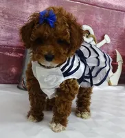 Saylor, a female Poodle - Miniature  for sale in Mountain Grove, MO – Photo 3 of 10