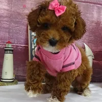 Saylor, a female Poodle - Miniature  for sale in Mountain Grove, MO – Photo 7 of 10