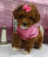 Saylor, a female Poodle - Miniature  for sale in Mountain Grove, MO – Photo 7 of 10