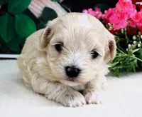 Danica, a female Maltese and Poodle - Toy  for sale in Mountain Grove, MO – 10 of 10