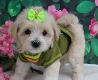 Trudeau, a male Maltese and Poodle - Toy  for sale in Mountain Grove, MO – 5 of 10