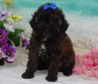 Don, a male Poodle - Toy  for sale in Mountain Grove, MO – Photo 5 of 10