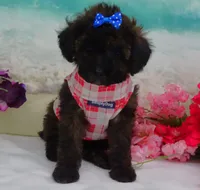 Don, a male Poodle - Toy  for sale in Mountain Grove, MO – Photo 3 of 10